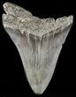 Bargain, Megalodon Tooth - South Carolina #47602-1